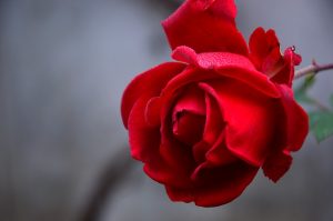 red.rose